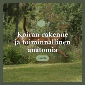 Koiran rakenne ja toiminnallinen anatomia -luento.