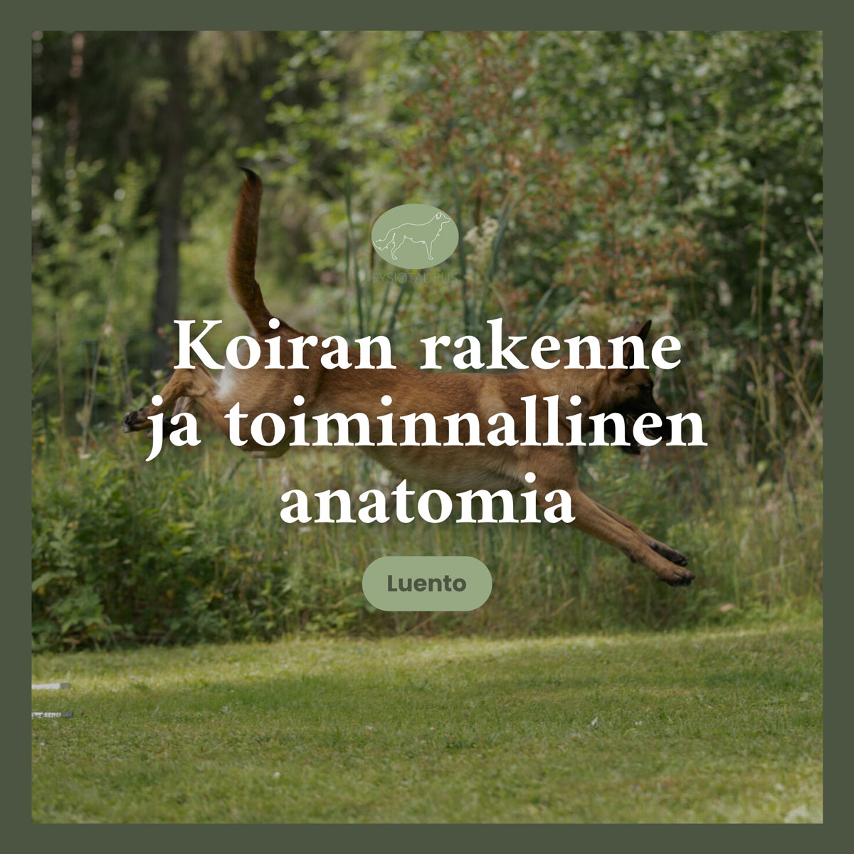 Koiran Rakenne Ja Anatomia Luentotallenne Fysiotaurus