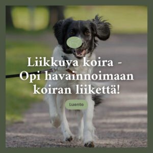 Liikkuva koira - Opi havainnoimaan koiran liikettä -luento.