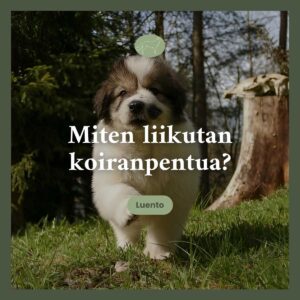 Miten liikutan koiranpentua.