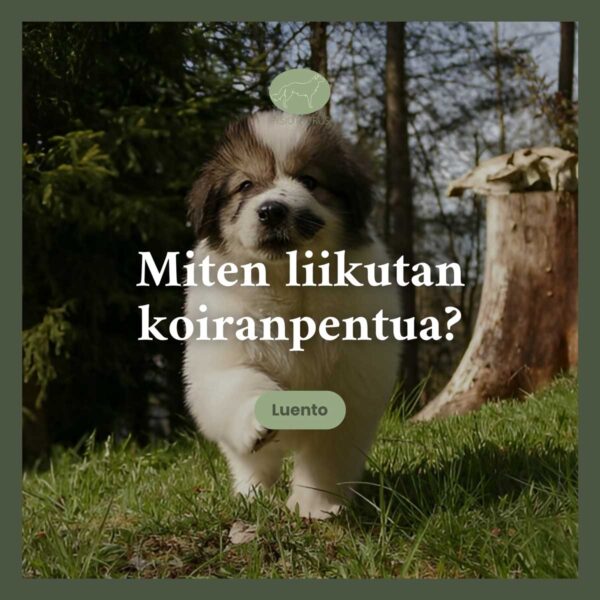 Miten liikutan koiranpentua.