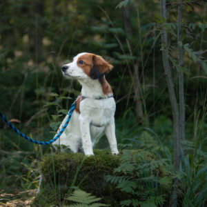 Etäjumppatunnit torstaisin klo: 19:00 (kevät 2026)