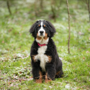 Etäjumppatunti 21.12. klo: 20:00 PENNUT JA JUNNUT