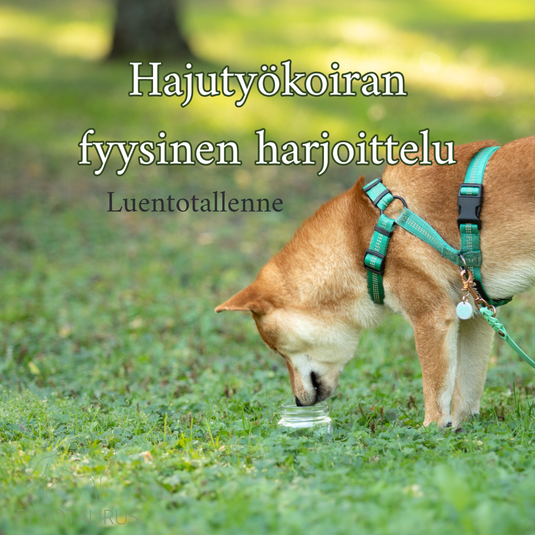 Hajutyökoiran fyysinen harjoittelu – luentotallenne