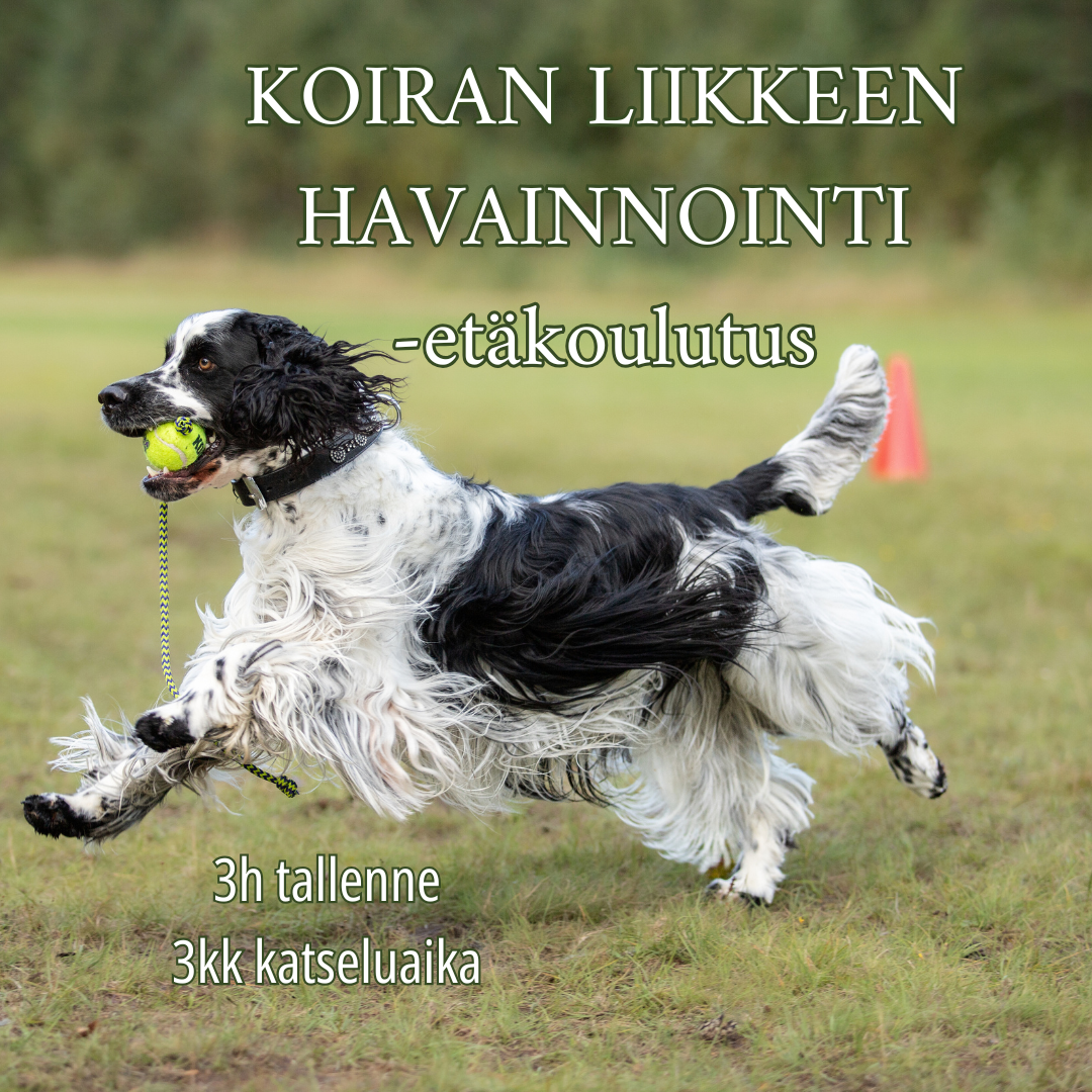 Liikkeen havainnointi – koulutus (luentotallenne)